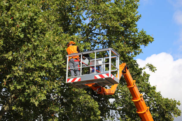 Best Commercial Tree Services  in Chocowinity, NC